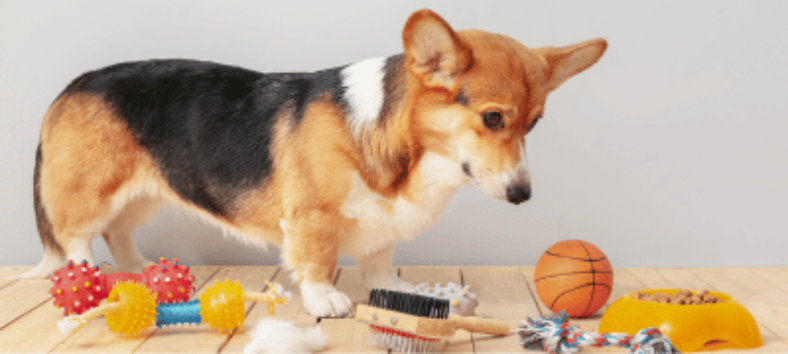 Top 10 Essential Items Every Pet Owner Must Have