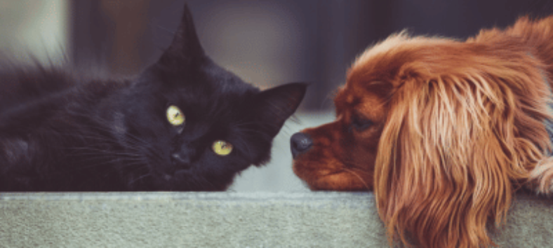 Caring for Your Pet in a Community: A Guide to Happy Coexistence